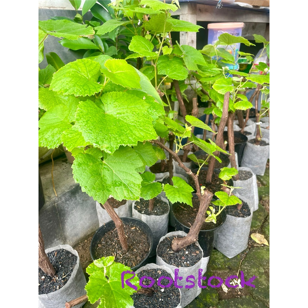 Bibit rootstock batang bawah anggur Isabella