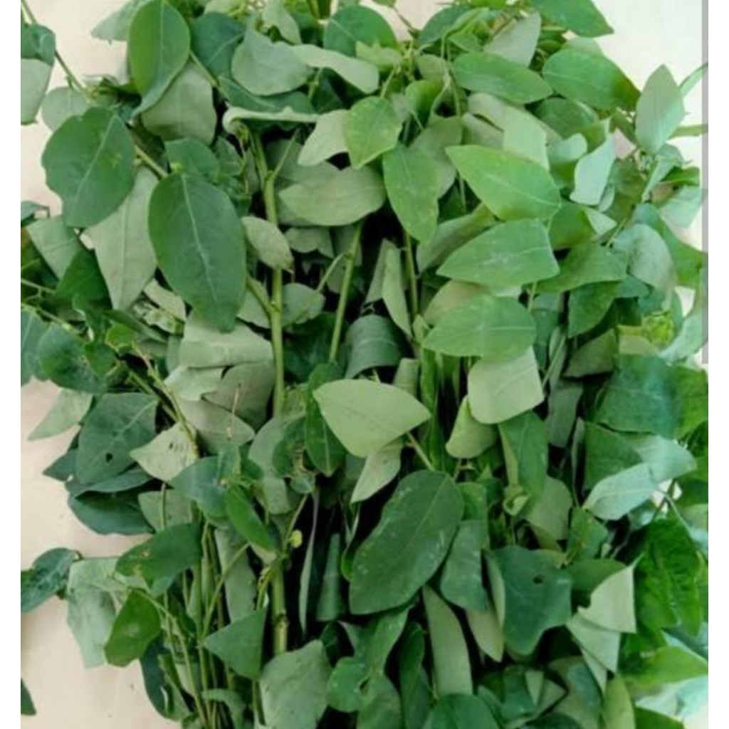 

sayur daun katuk 1 ikat bppn