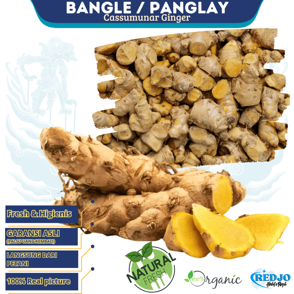 

BANGLE / PANGLAI SEGAR MURAH Bengle Segar dan Tua 250gr untuk Sawan dan Jamu Rempah Herbal Premium