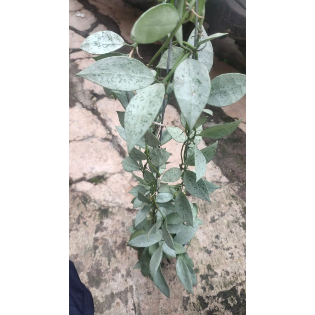 Tanaman Hoya Lacunosa Gayung