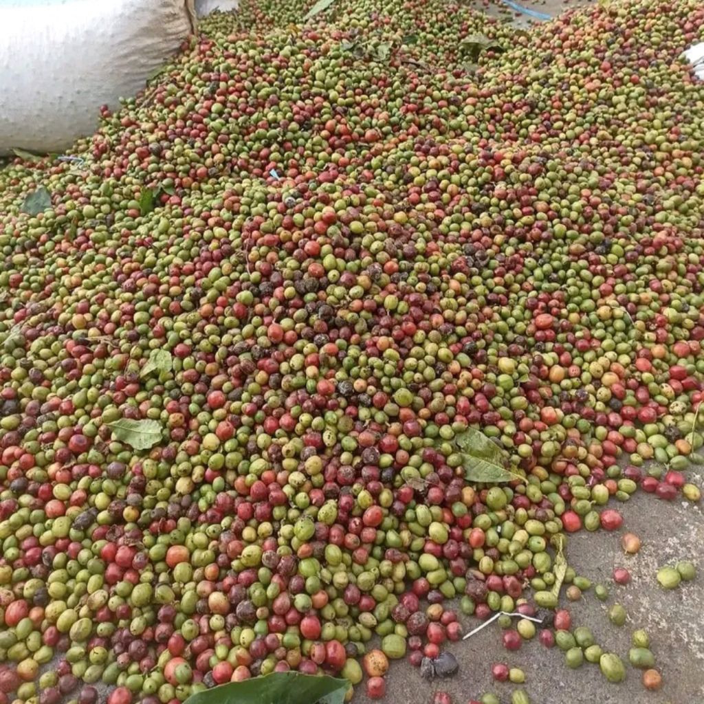 

Buah kopi ROBUSTA 1kg