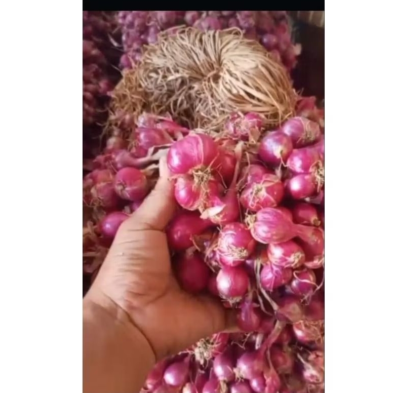 

Buah Bawang Merah Tanggung