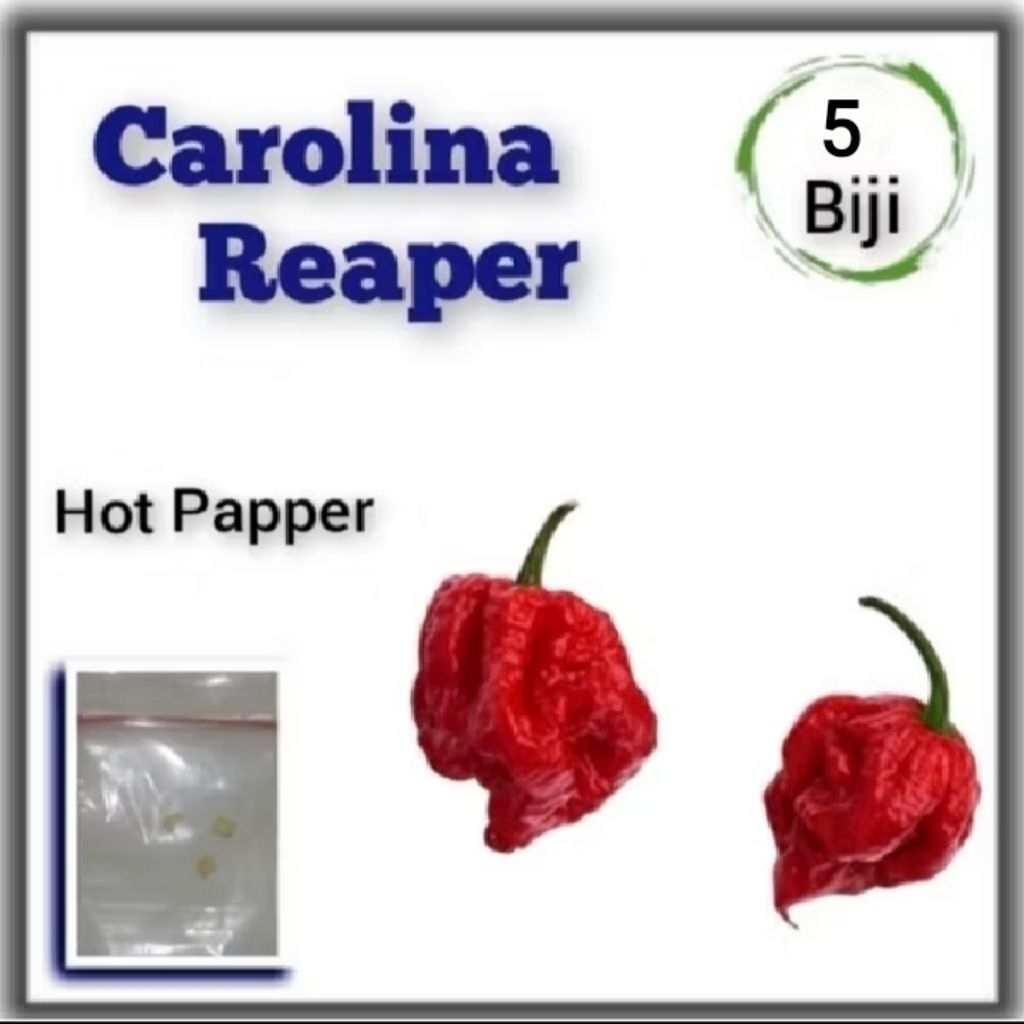 Benih Cabe Carolina Reaper F1 Hibrida