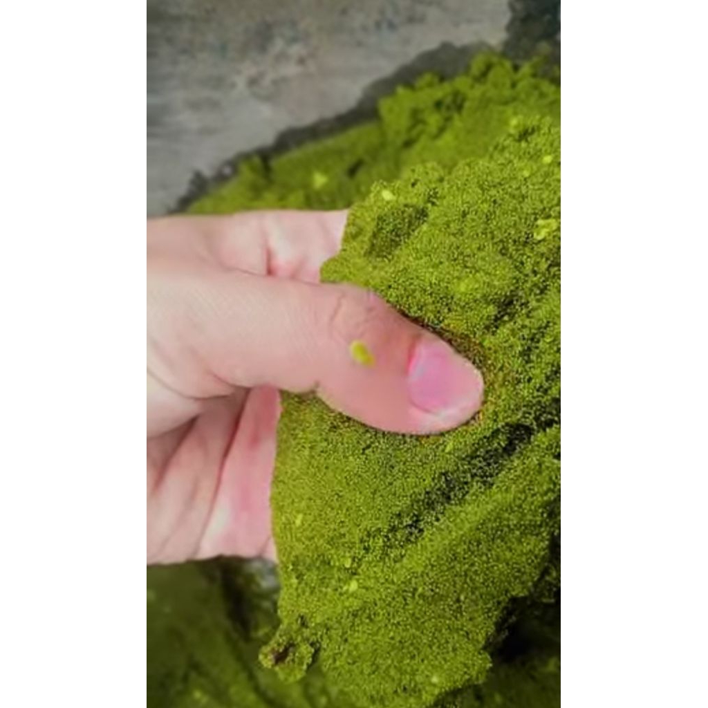 wolfia pakan alternatif hewan protein tinggi 50grm