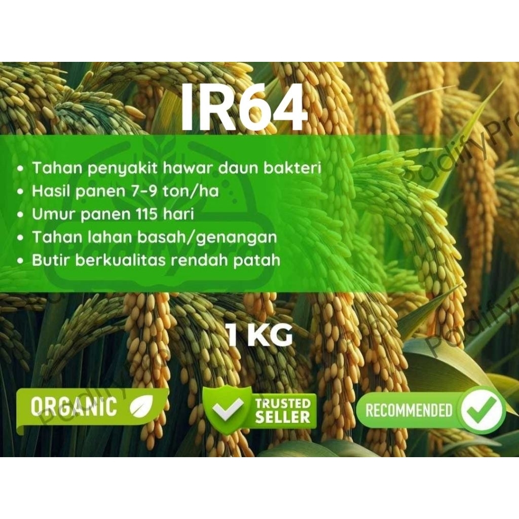 Bibit Benih PADI IR64 1kg