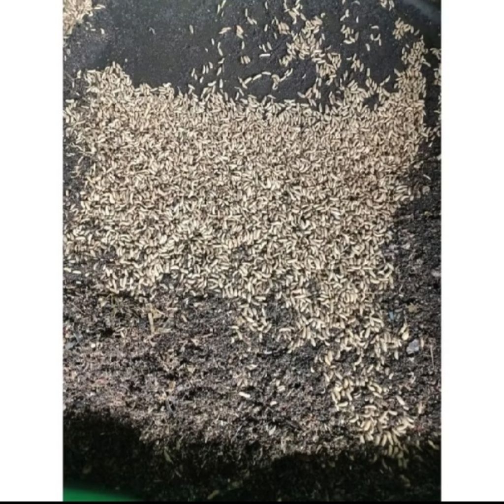 Giltbite_ Maggot Hidup Bsf Fresh Isi 1 Kg