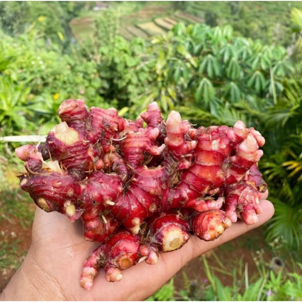 

JAHE MERAH/RIMPANG JAHE 1KG/JAHE ORGANIK/JAHE MERAH SEGAR
