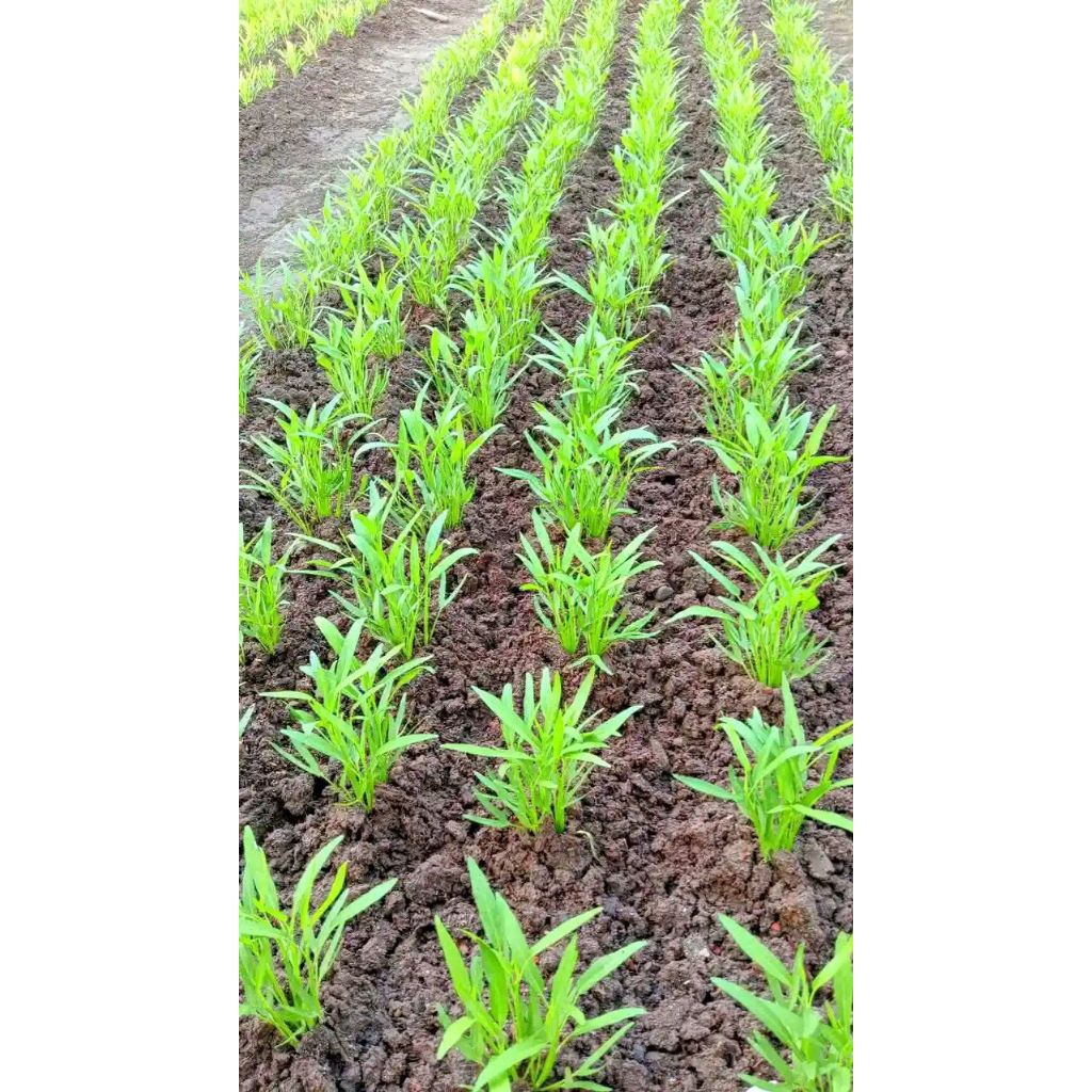 

sayur kangkung di petik dadakan 100 gram fres