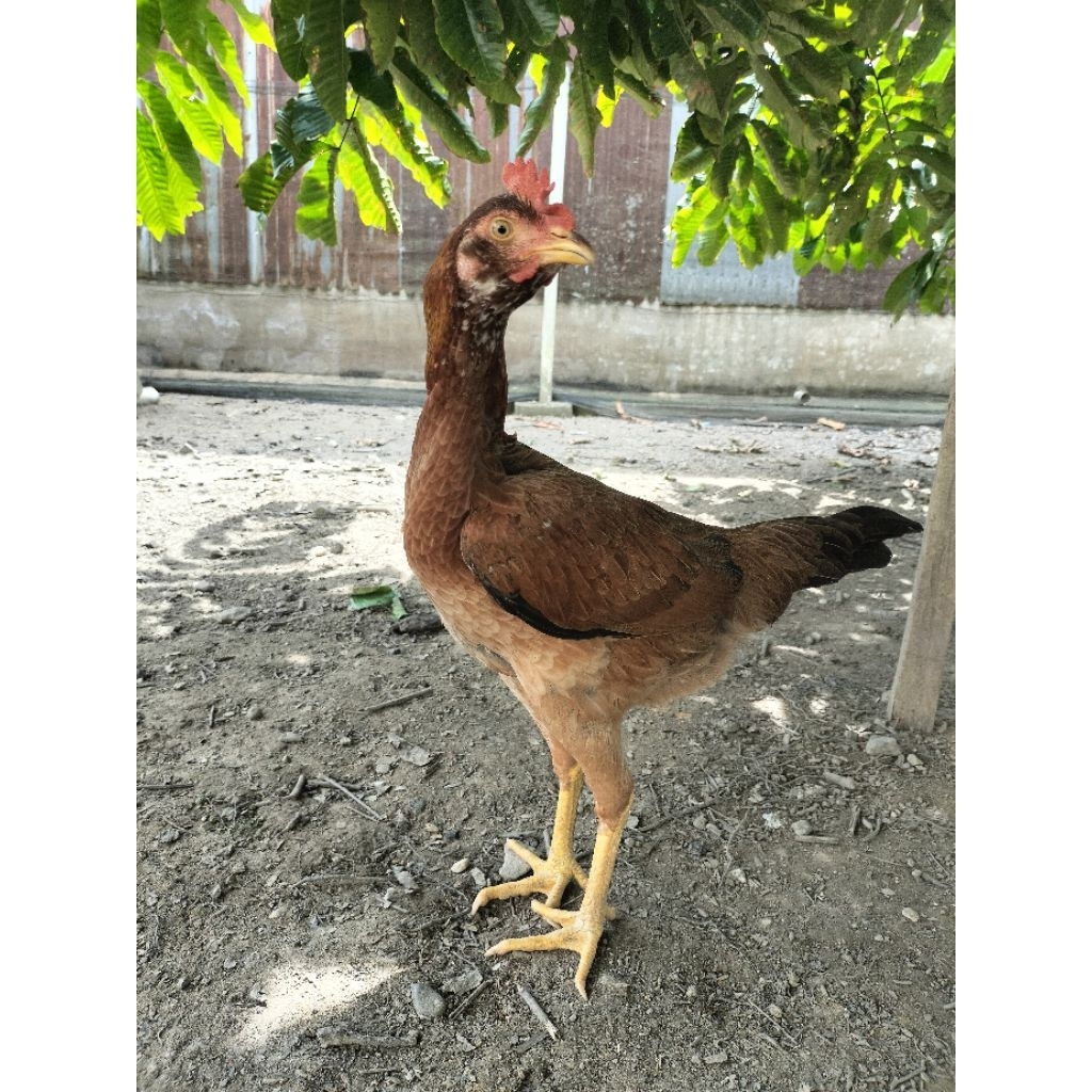 

telur ayam Birma fertil bisa ditaskan