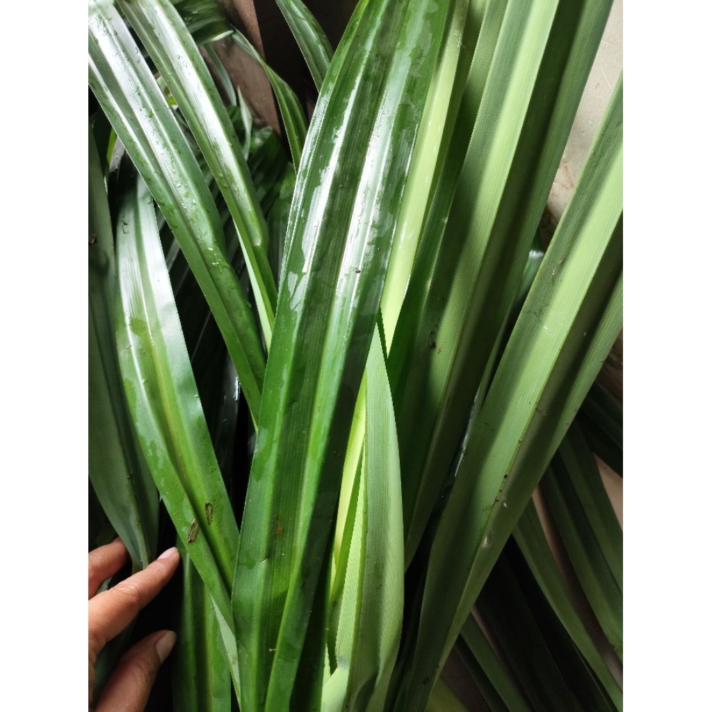 

daun pandan wangi
