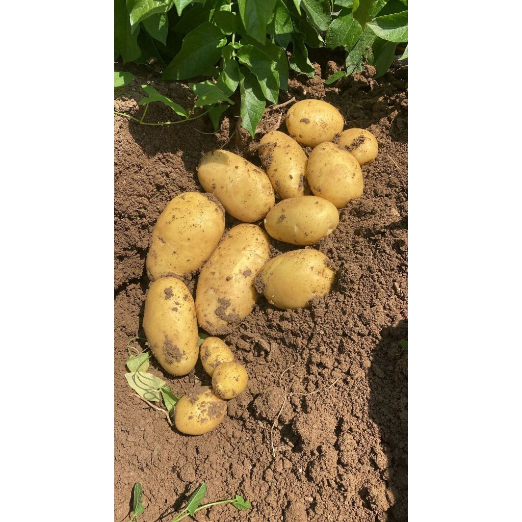 

COD 500 GRAM KENTANG KUALITAS PREMIUM FRESH BESAR KECIL SAYURAN SEGAR