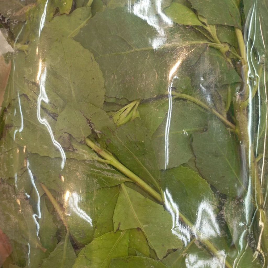 

Daun Beluntas Segar Fresh 200 gram