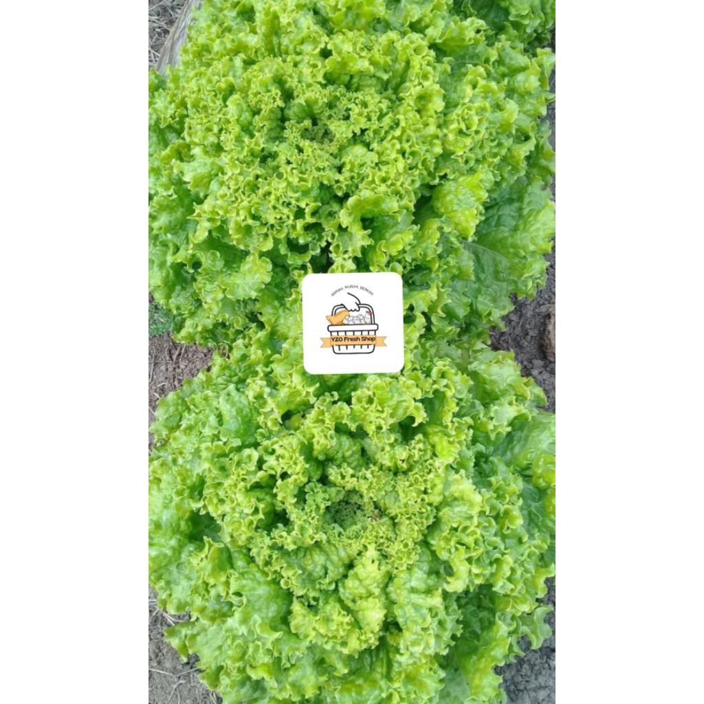 

Selada Keriting / Selada Fresh / 250gr