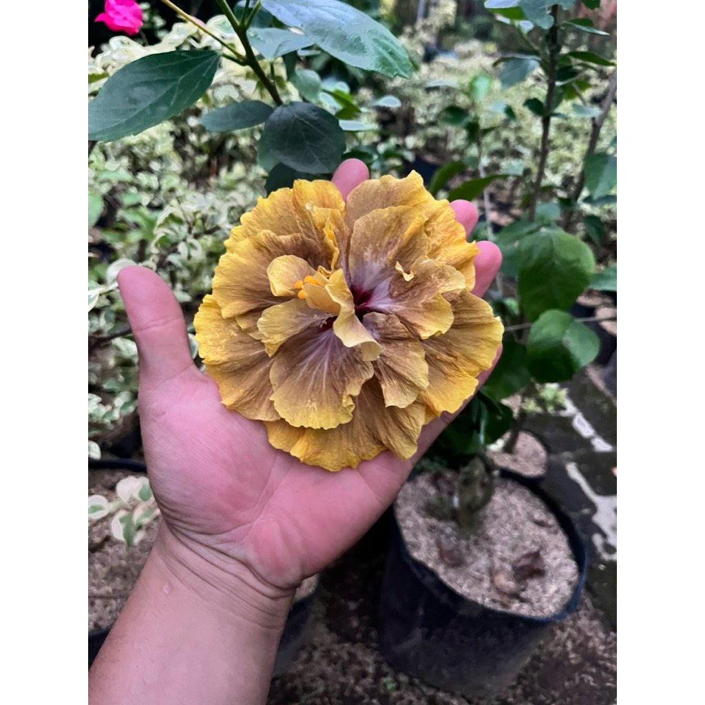 Bunga Sepatu Kuning Import