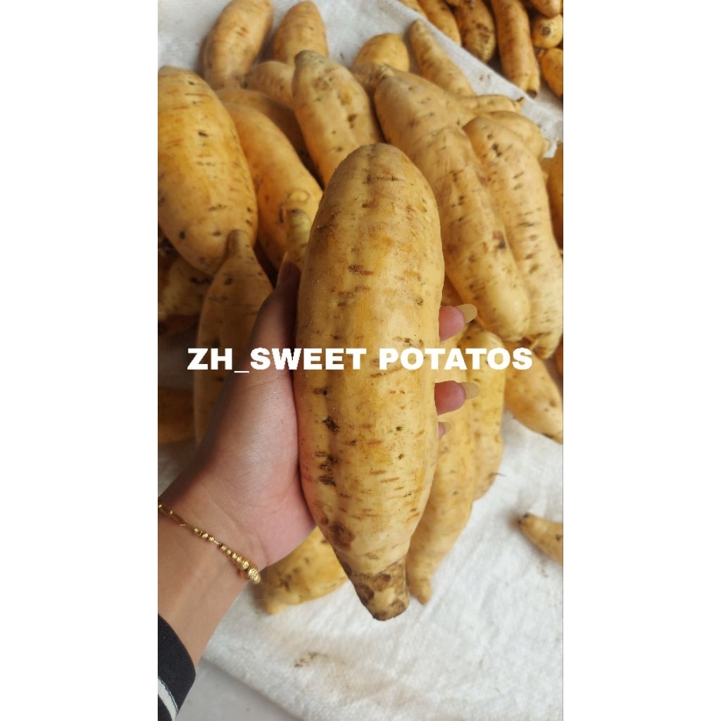

DIET SEHAT dengan UBI MADU CILEMBU ASLI//Mentah 1KG kualitas PREMIUM ukuran BESAR