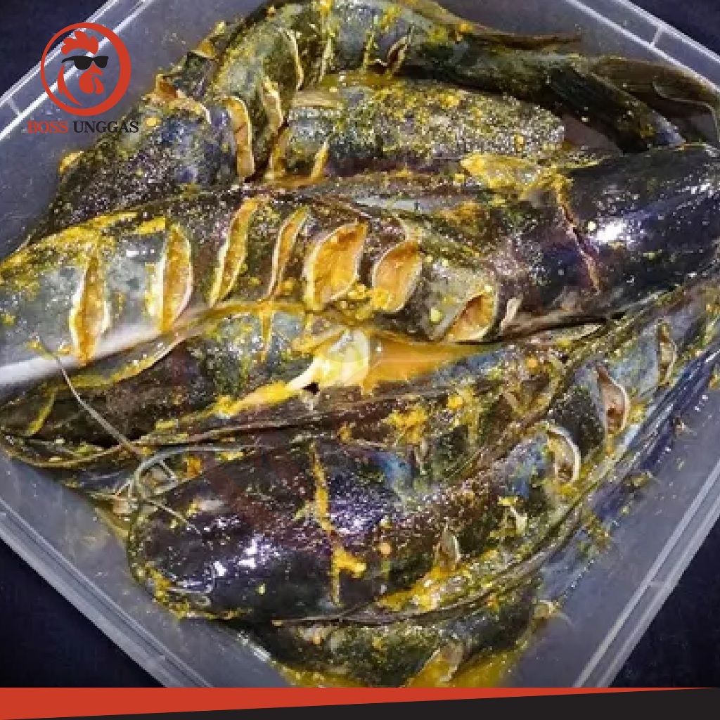 

Ikan Lele Ungkep / Lele Marinasi 500gr Tinggal Goreng