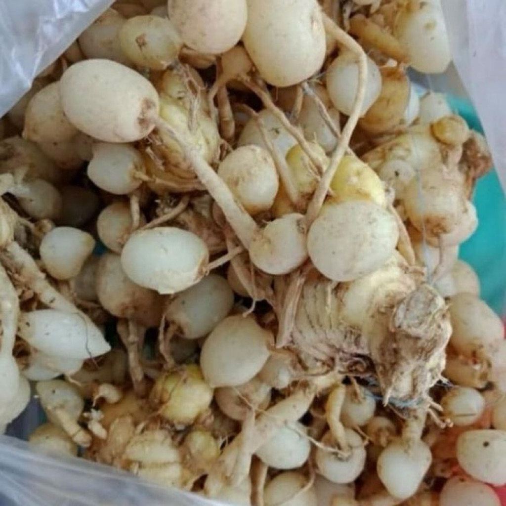 

KUNYIT PUTIH KUNYIT GOMYOK 1 KG HERBAL FRES DARI ALAM