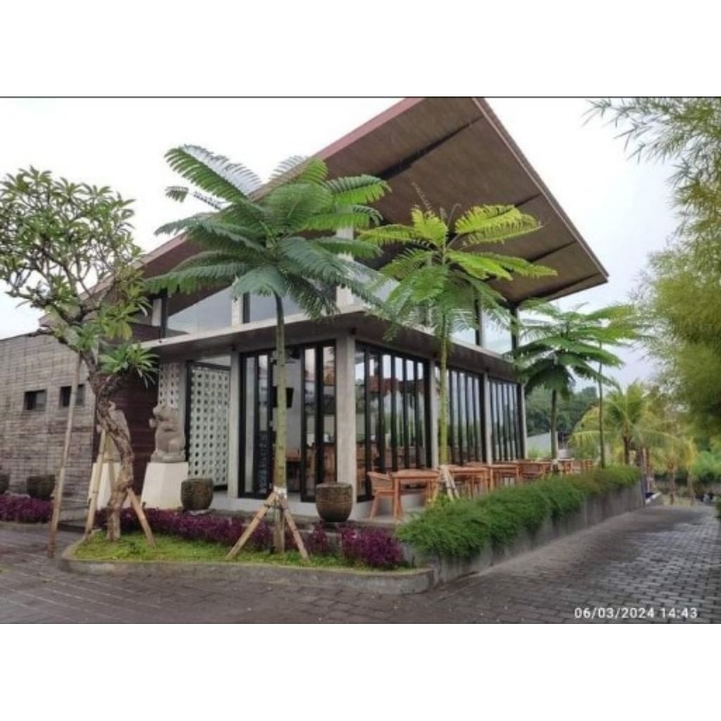 taman hias pakis brazil