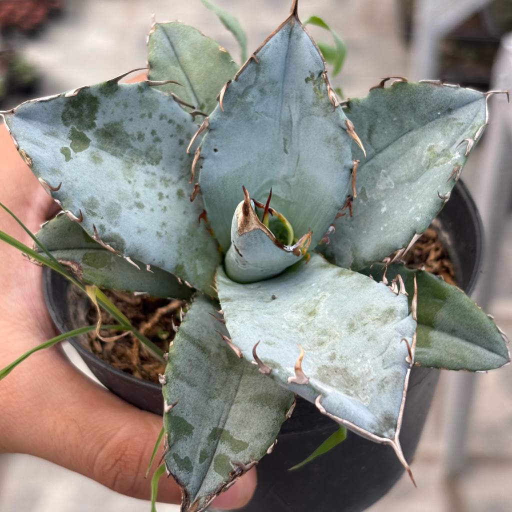 Agave Titanota White Ice