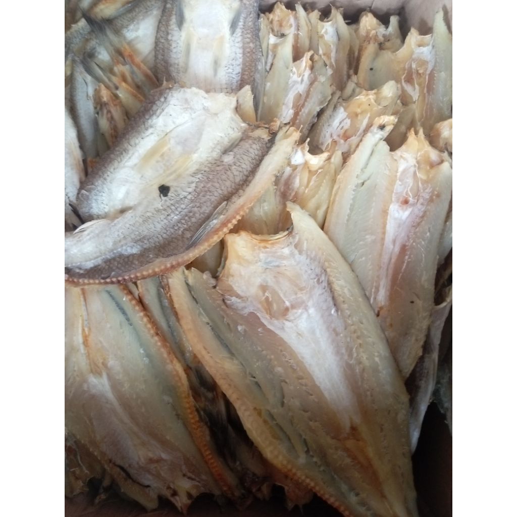 

ikan asin kabo-kabo / gabus laut