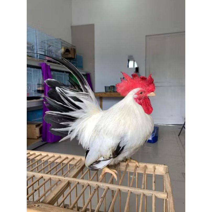 Ayam Kate dewasa Ayam Hias Chabo Jepang