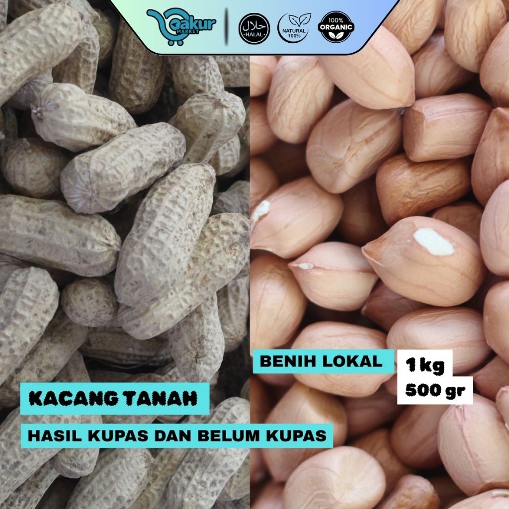Benih Kacang Tanah 1 Kg Lokal Unggul Bergaransi Tumbuh Hasil Melimpah