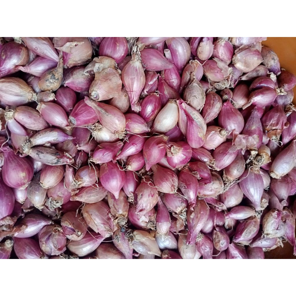 

Bawang merah kecil (ulekan) termurah 1kg