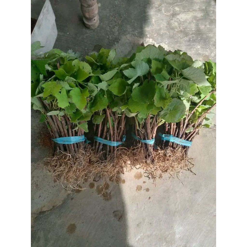 

rootstock isabel / batang bawah sepaket isi 30 batang