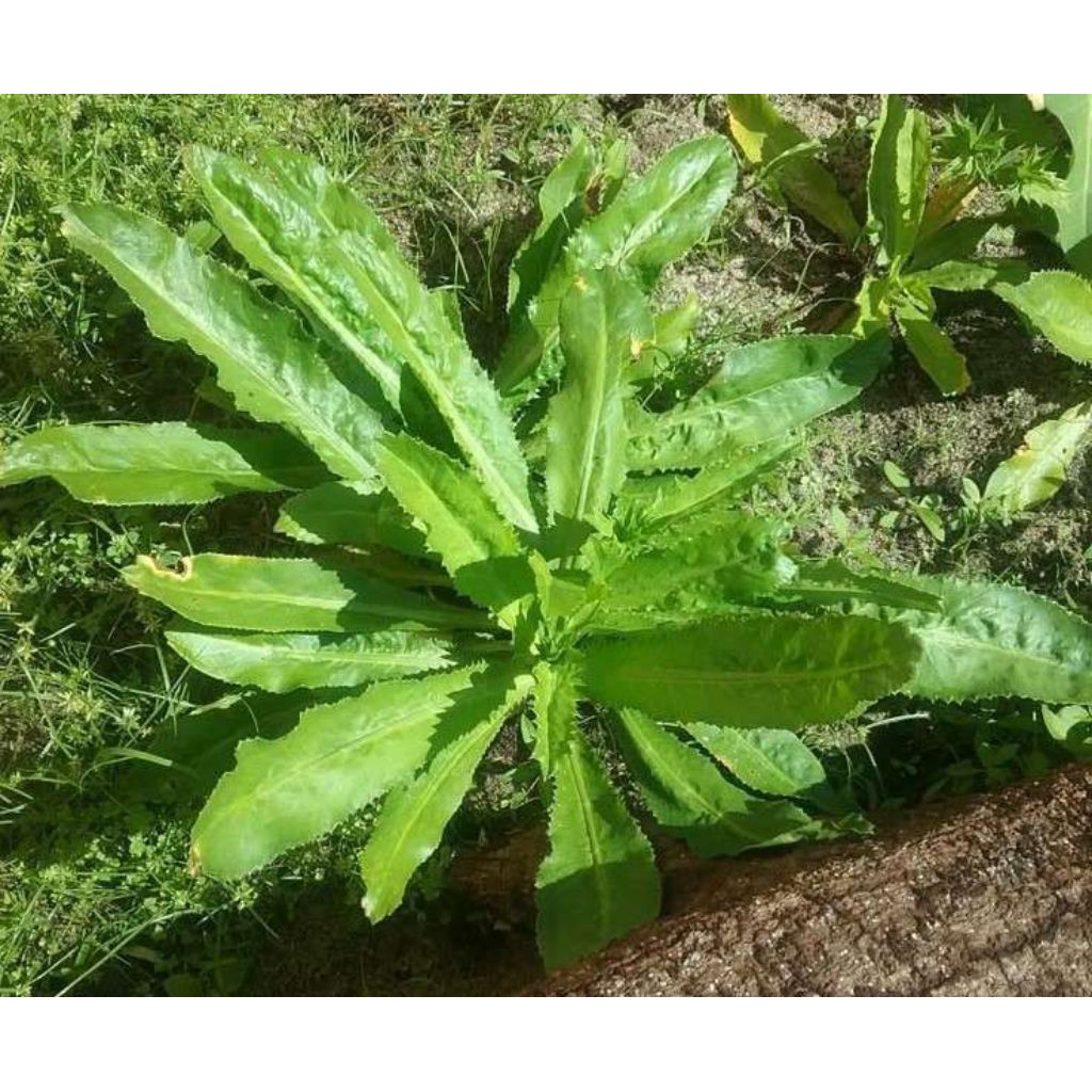 

10 pohon tanaman herbal walang sangit walang cina