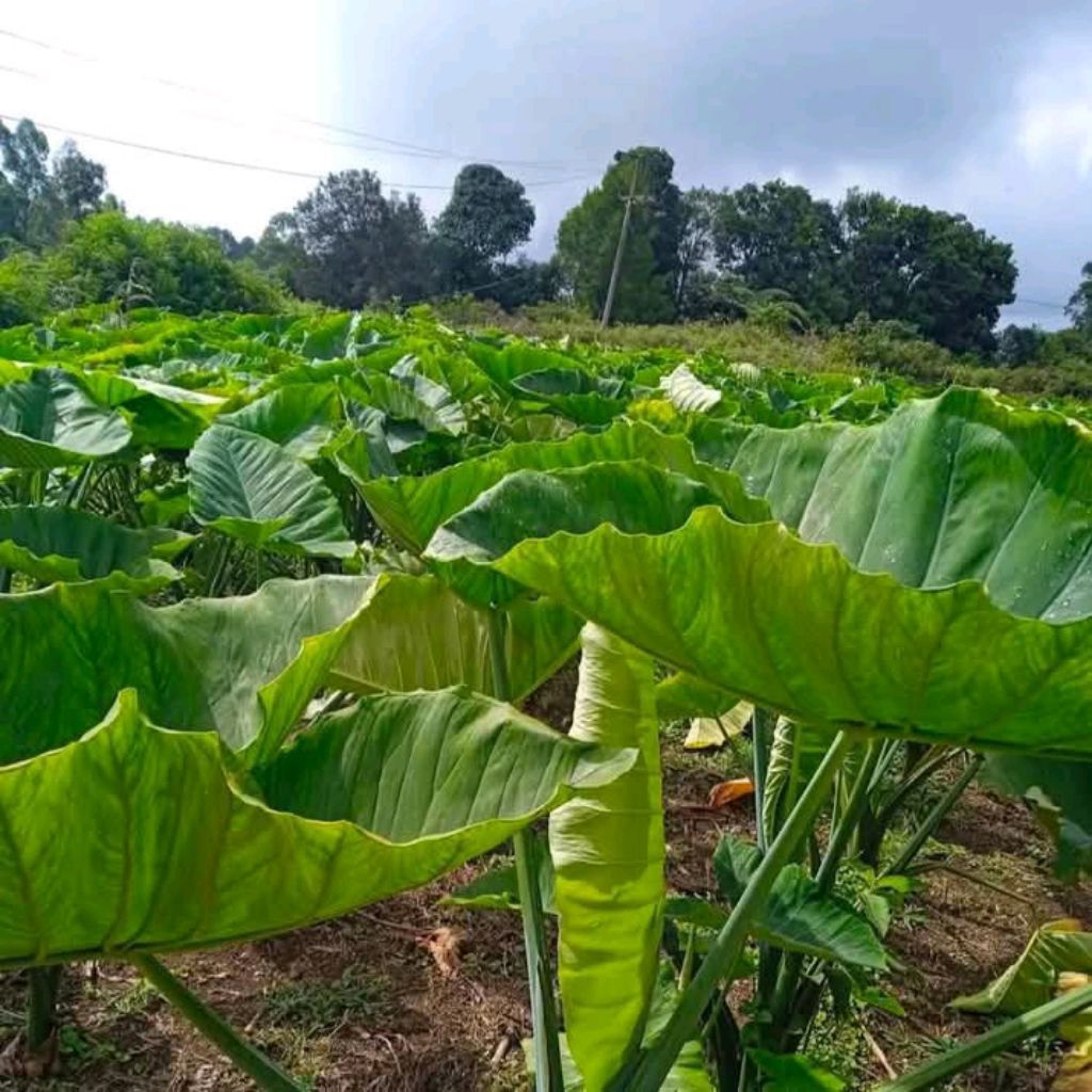 10 bibit taLas gajah, talas kimpul hijau,bibit mbote