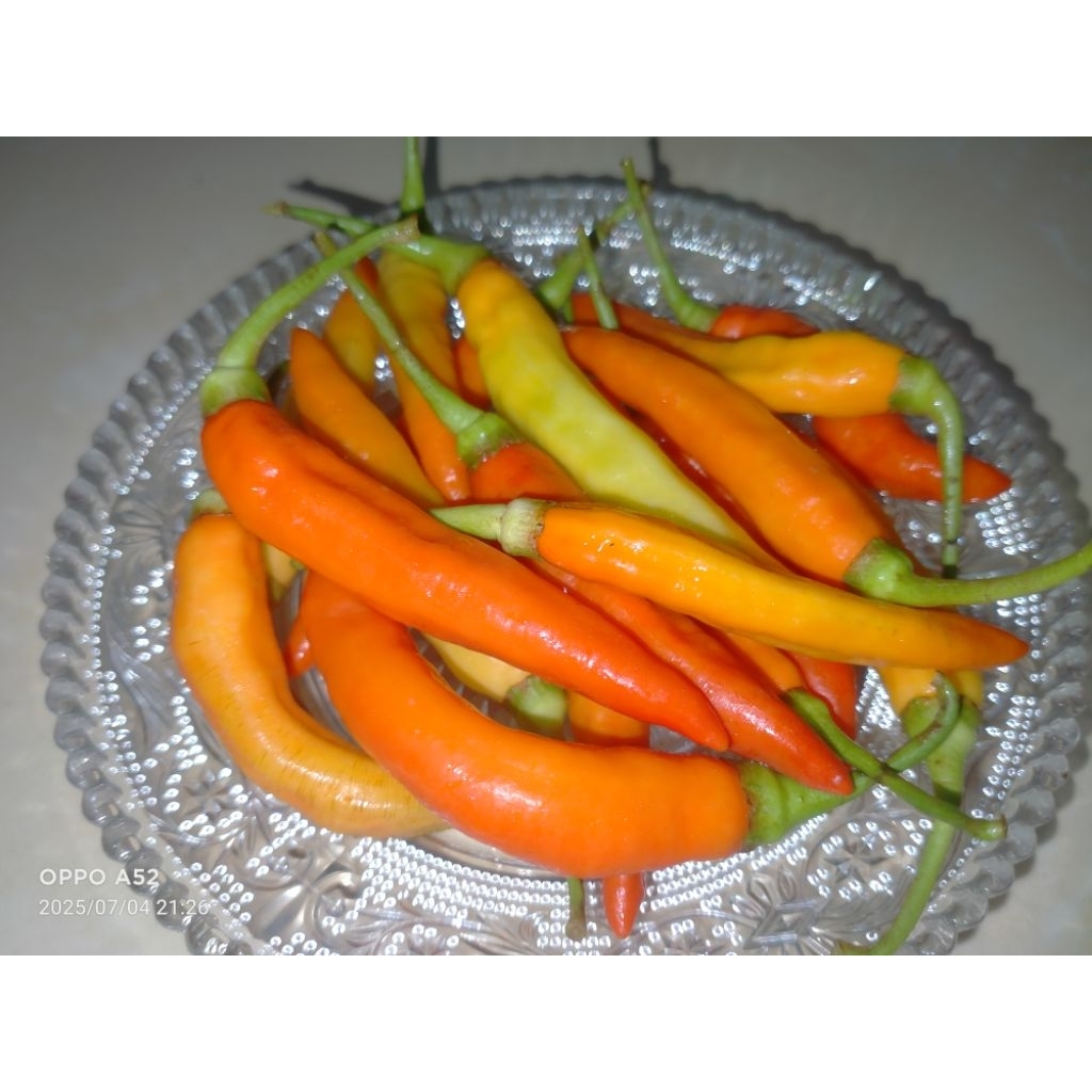 

Cabe Rawit Merah, Cabai Rawit, Cabe Setan