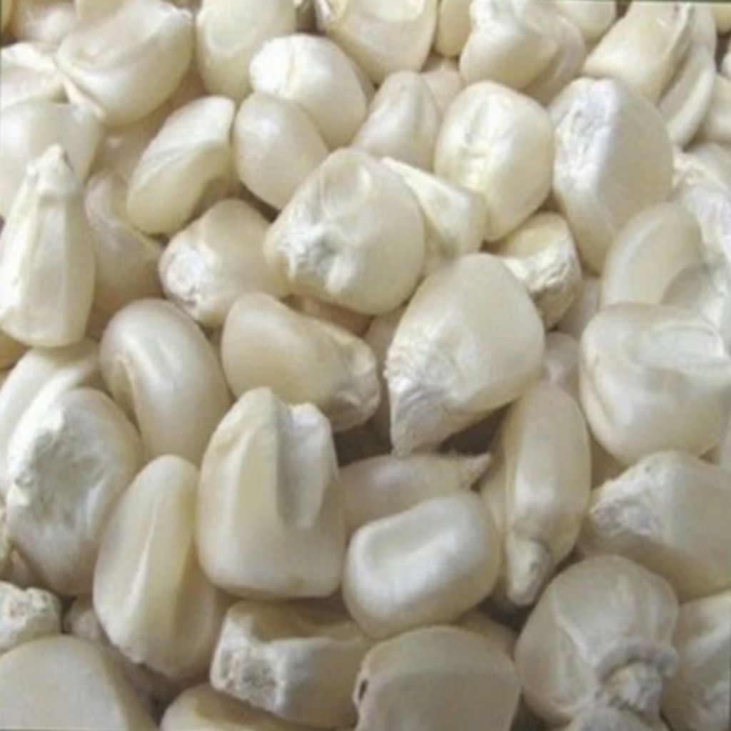 Benih Tanaman Jagung Pulut Putih