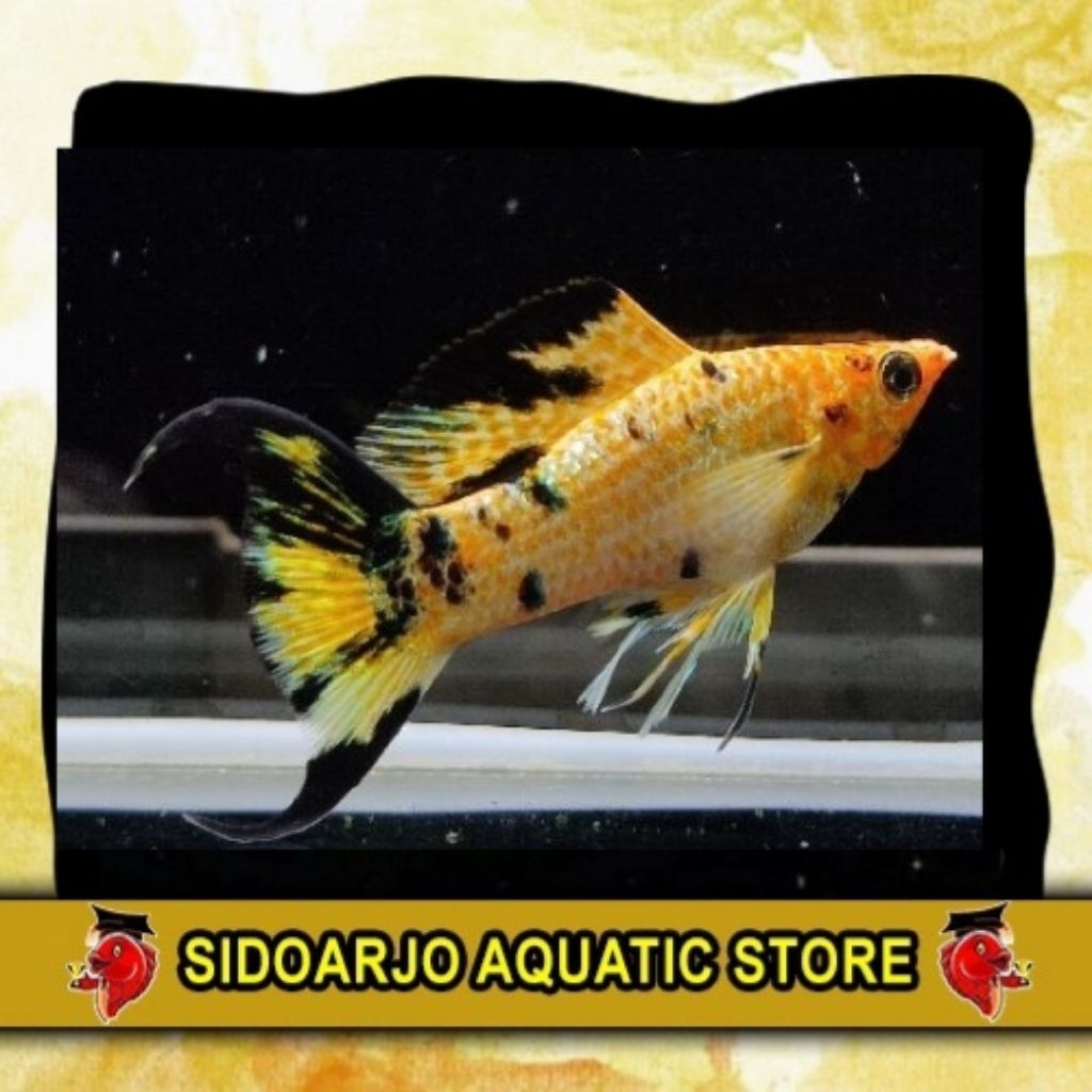 HIASAN AKUARIUM MOLLY LONG SOFTGOLD LEOPARD CAWANG / SOFTGOLD MARBLE CAWANG / LYERTAIL MARBLE SOFTGO