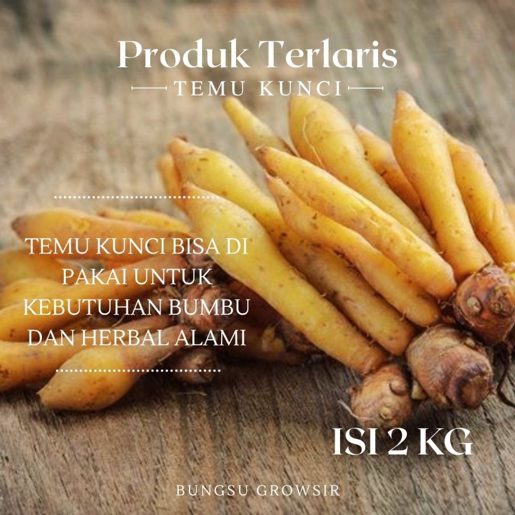 

Temu Kunci Segar Kemasan 2kg Herbal Rempah Alami
