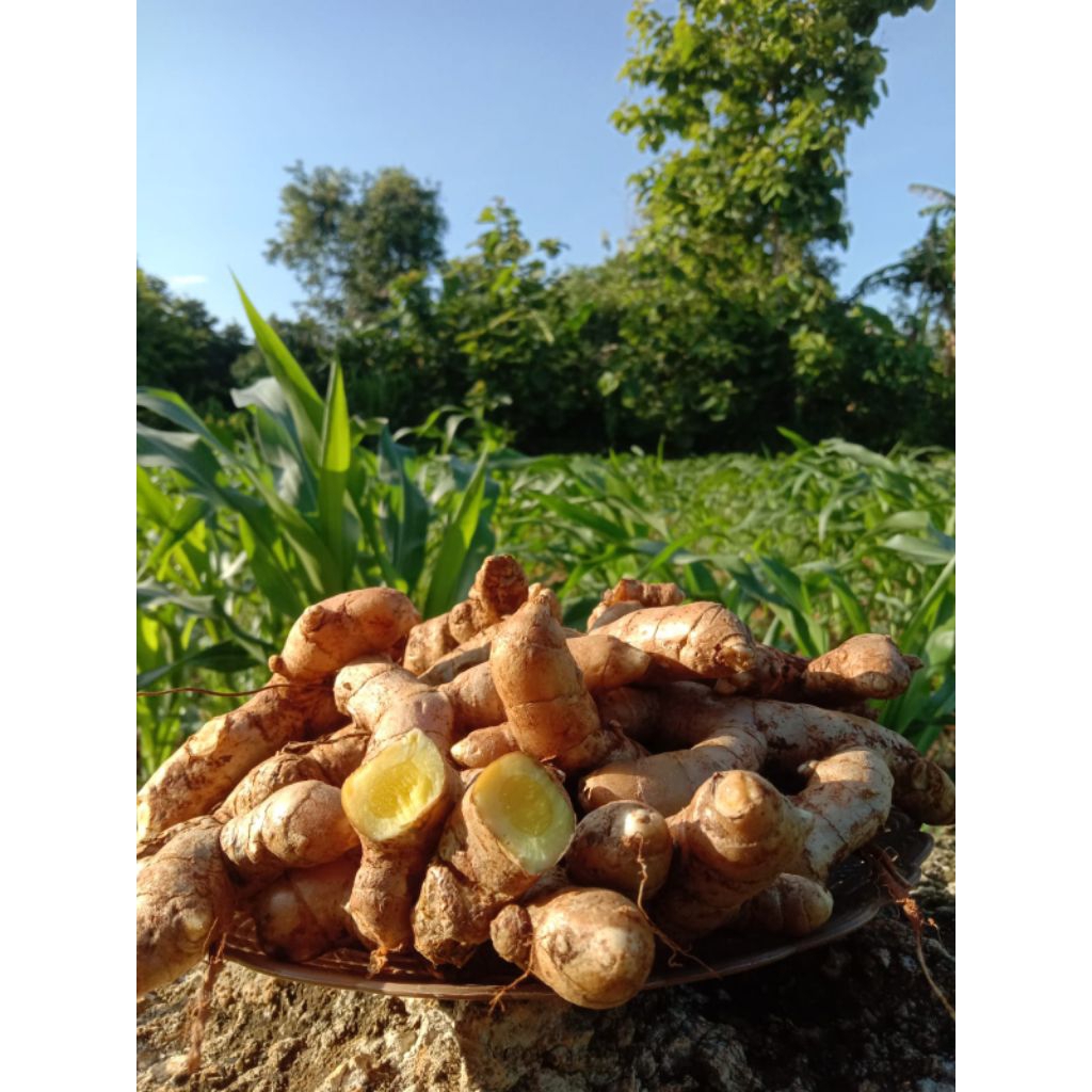 

kunyit atau temu putih