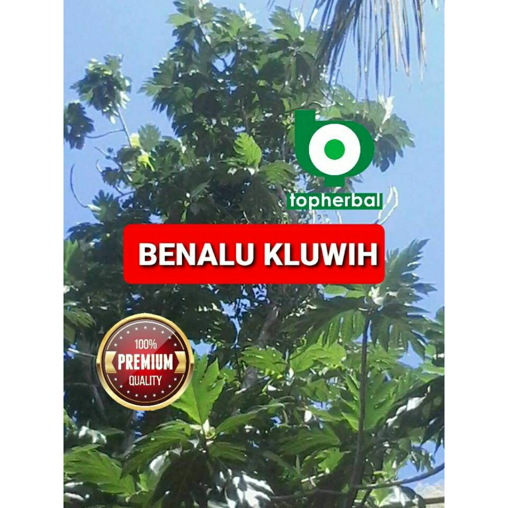 

Daun benalu kluwih super kering hijau grade A+ 1/2kg/500gram