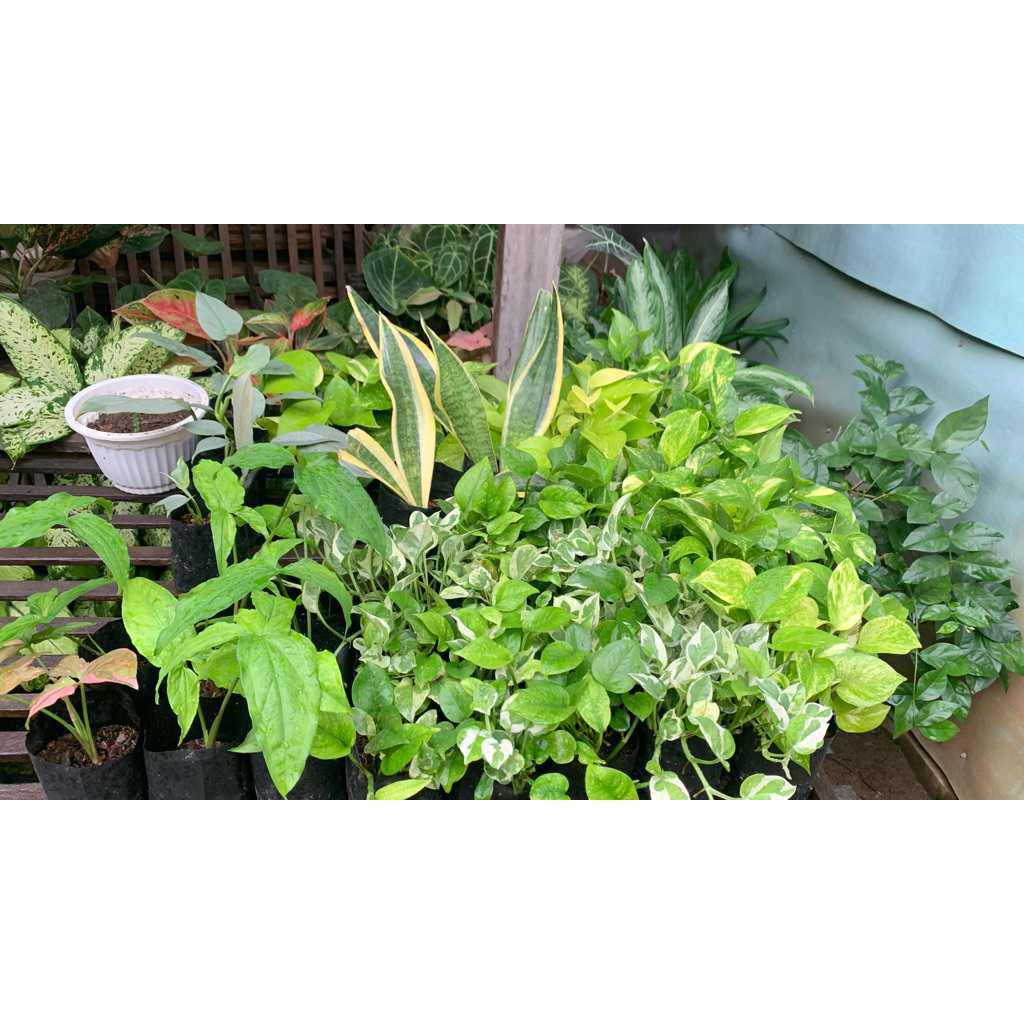 Sirih Gading,Lemon,Njoy (super rimbun)