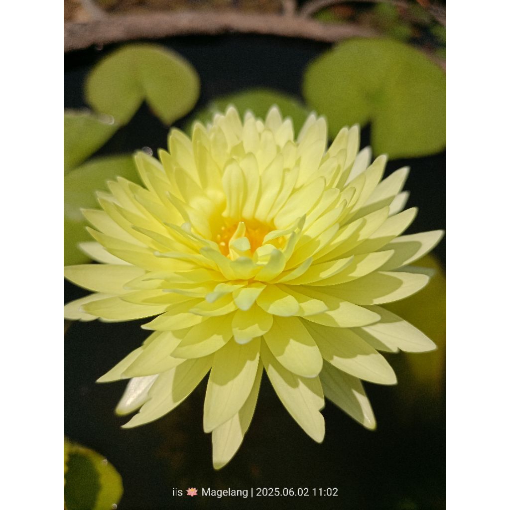 Teratai kuning tumpuk bunga jumbo, SASIMONTHON