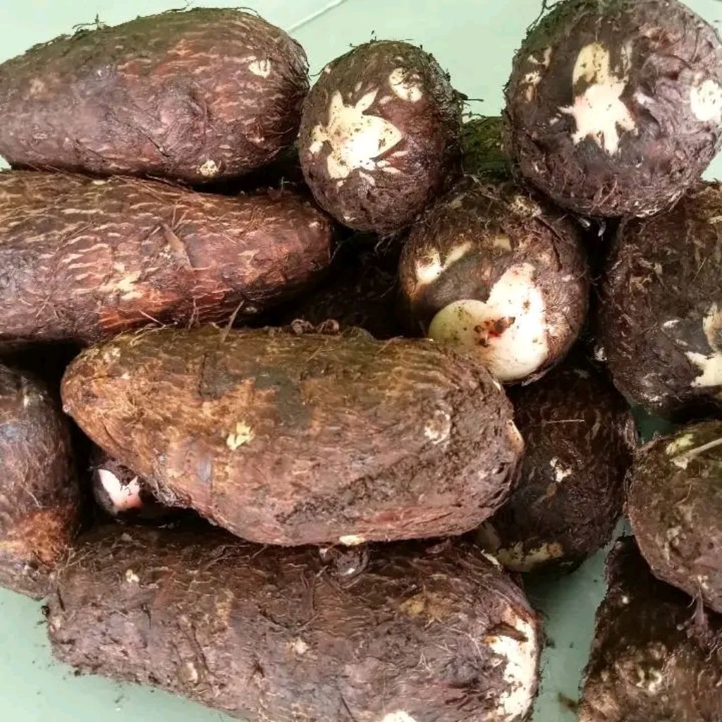 

1 kilo talas balitung super hasil tani