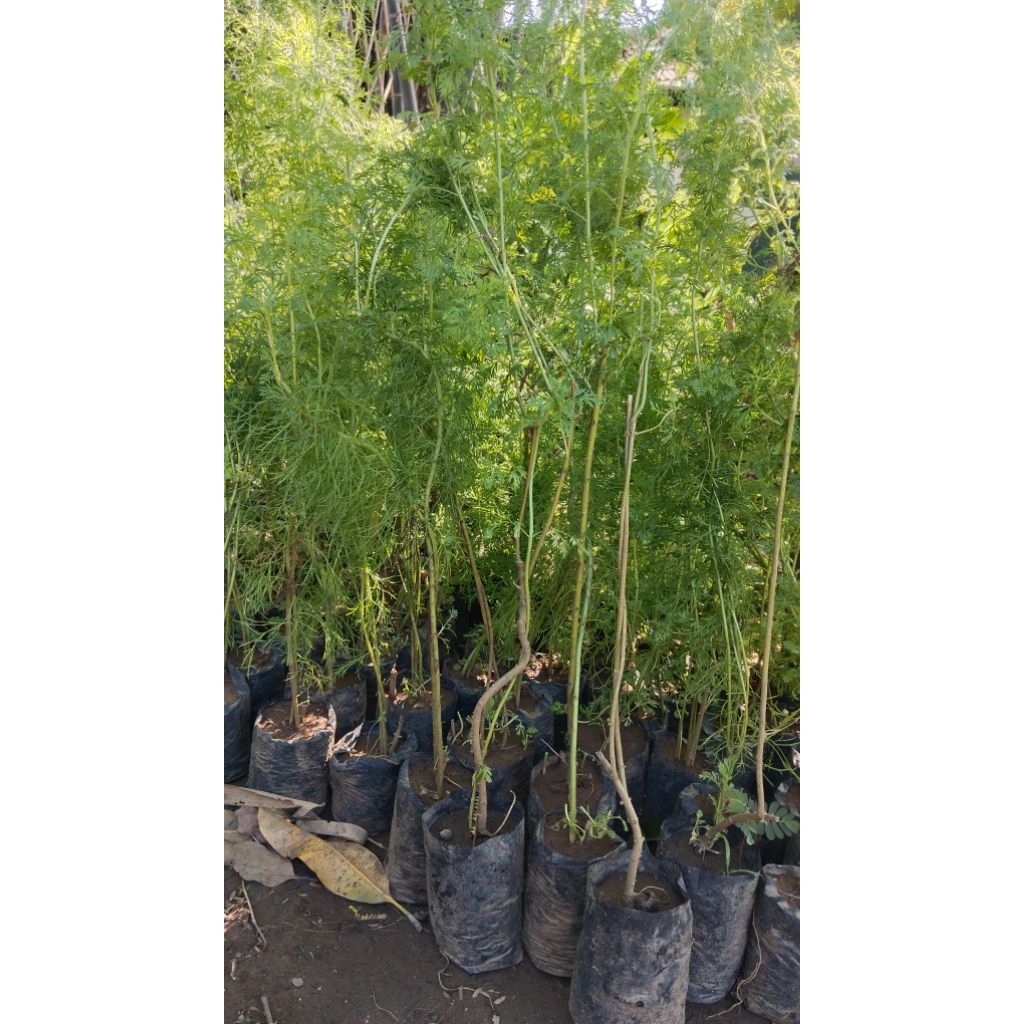 Tanaman cemara air/tanaman cemara air tinggi