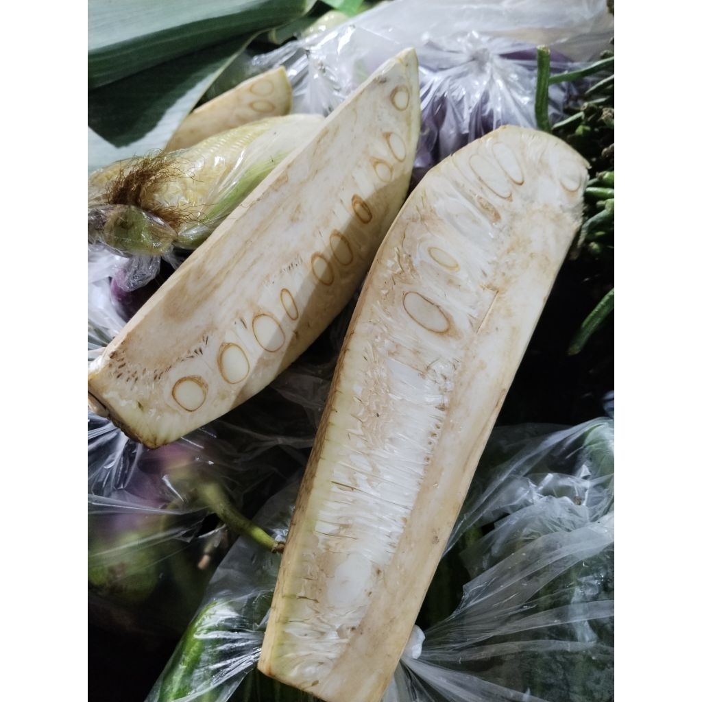 

NANGKA MUDA / TEWEL