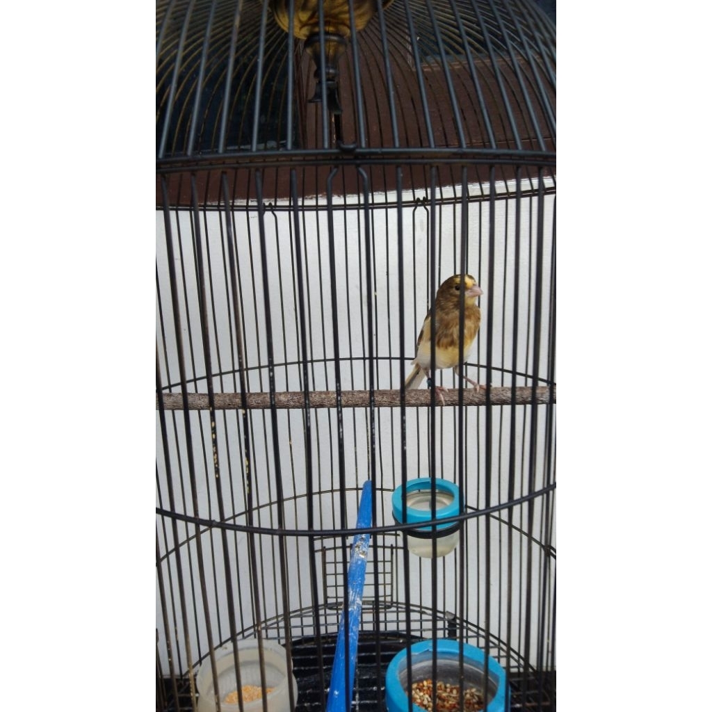 burung kenari F1 Spanish timbrado