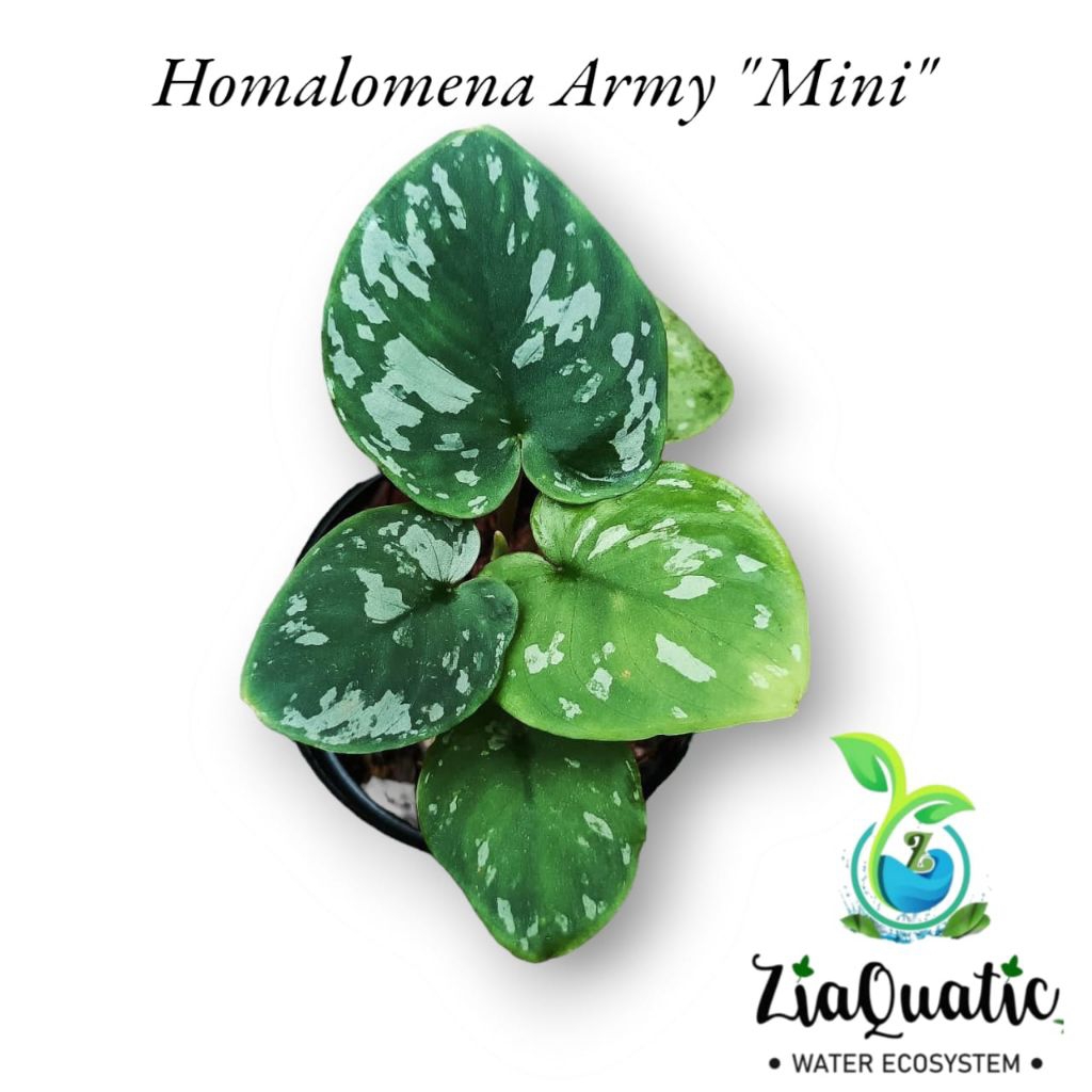 Homalomena Army Mini - Tanaman Hias Paludarium Terrarium Vivarium Jungleplant