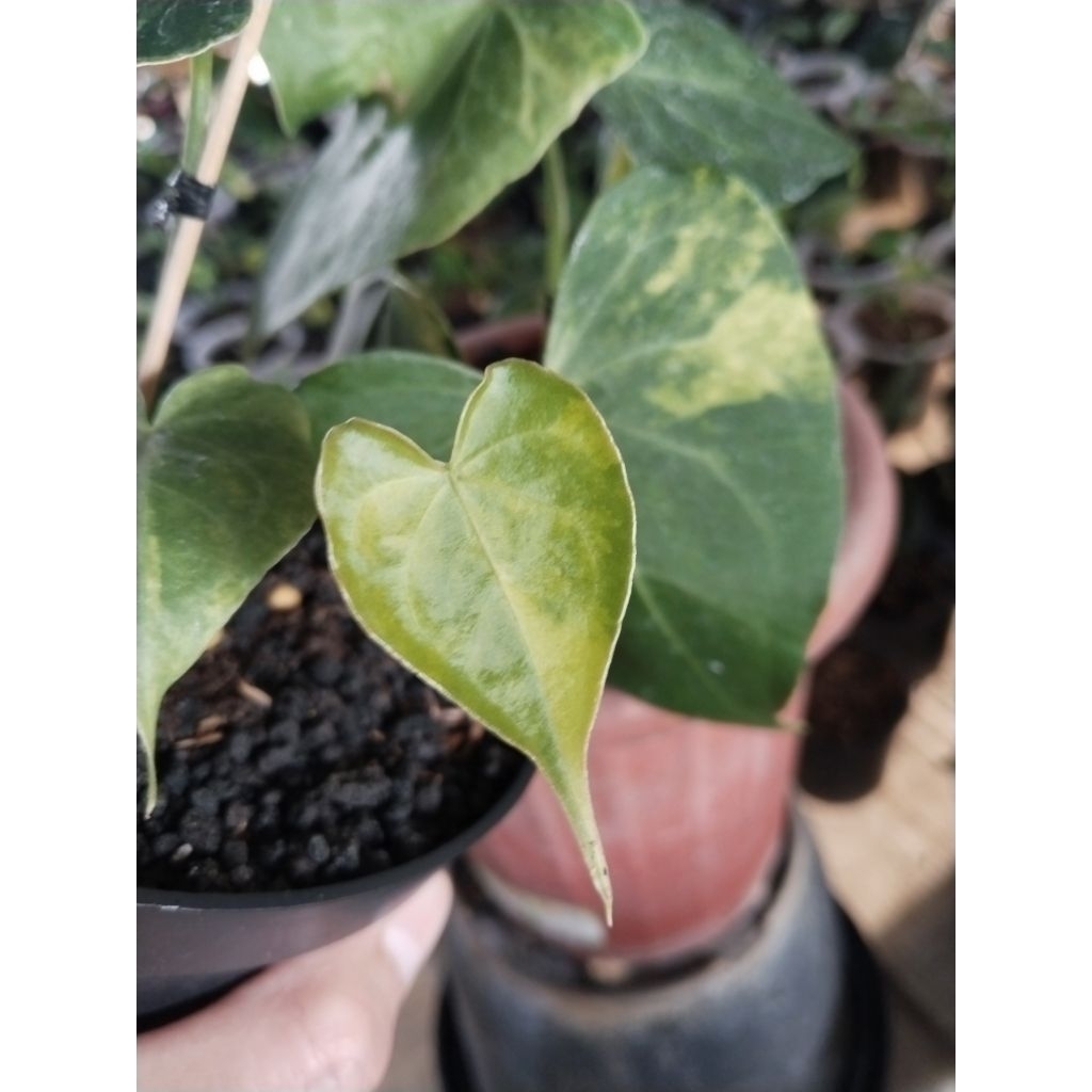 anthurium clarinervium x pteroductyl varigata mewah m
