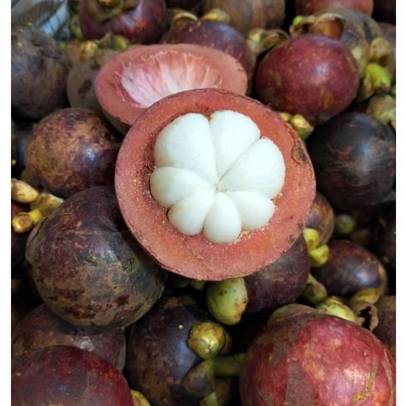 

Buah manggis 1kg - manggis padang manis segar
