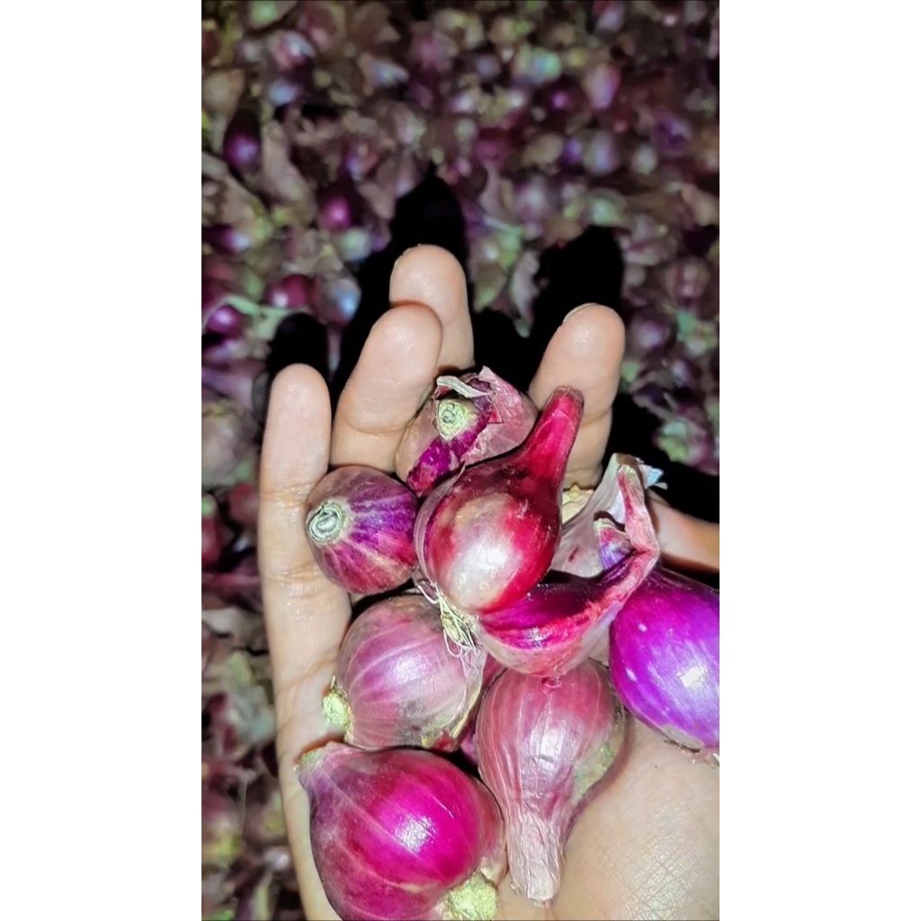 

Bawang Merah Lokal Jawa Timur