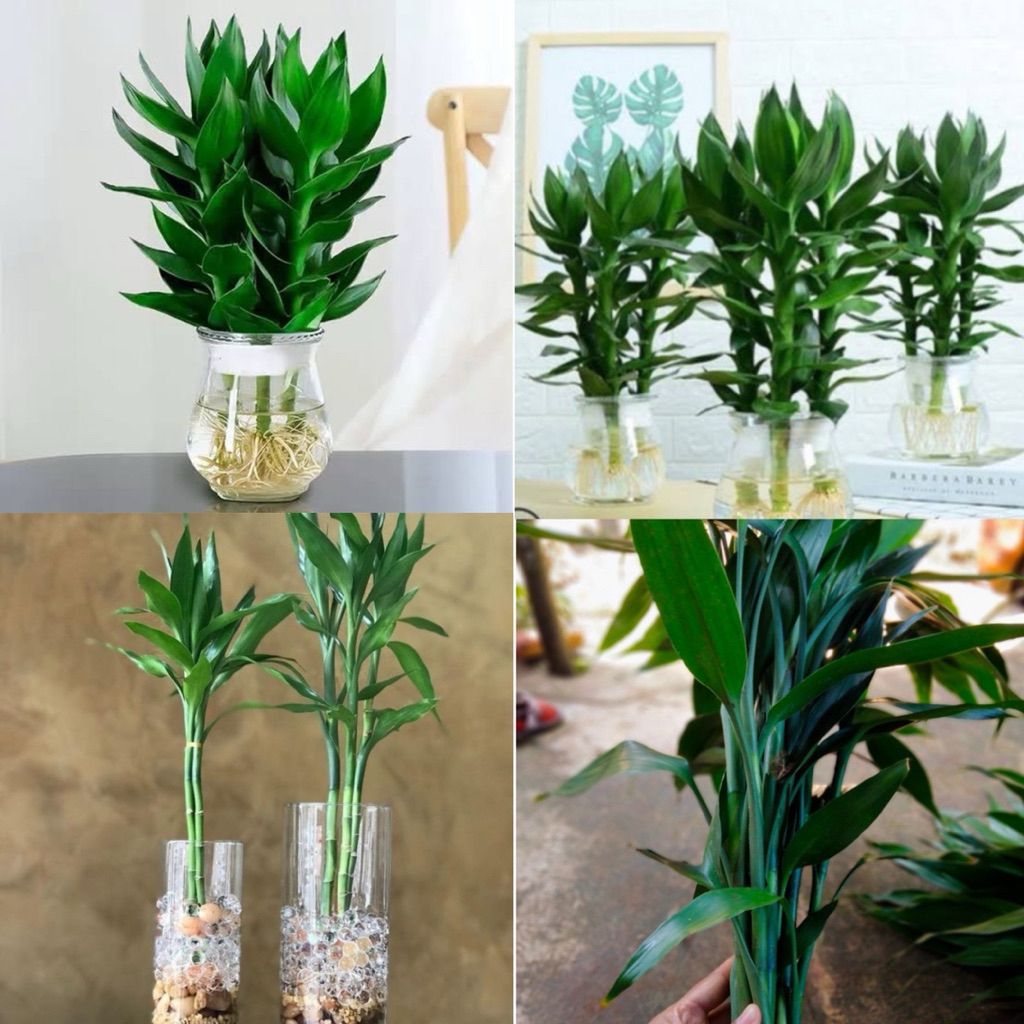 Paket isi 4 pcs Pohon guanyin bambu hoki / Tanaman bambu keberuntungan bambu hoki