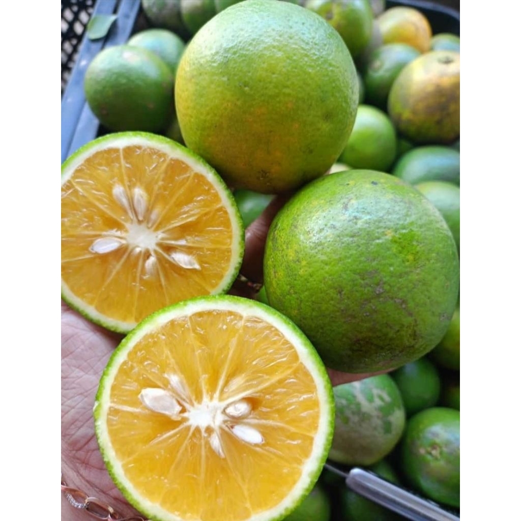 

jeruk babyjava manis