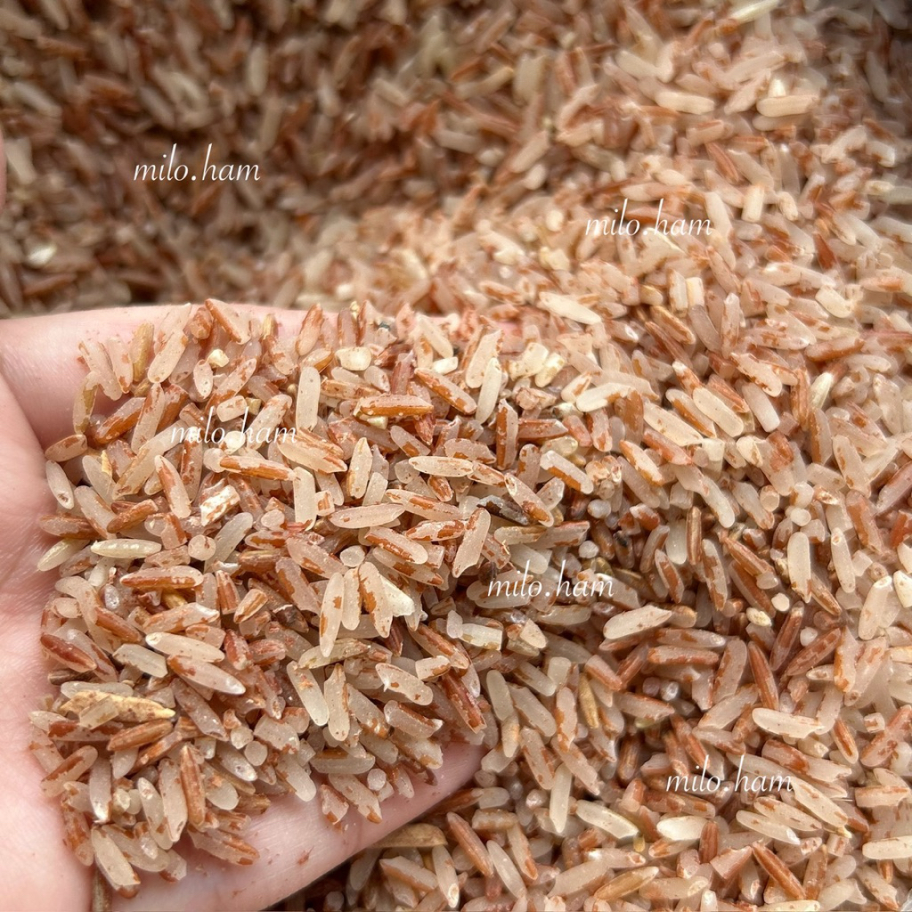 

Beras Merah Pulen Sosoh | Red Rice | Makanan Diet Sehat Healthy Food | Asli Petani Jawa Tengah