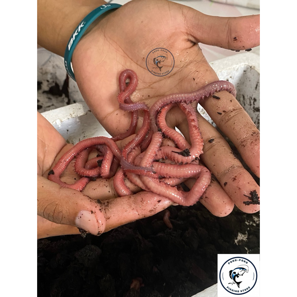 Cacing Nipah // Umpun-umpun / Umpan Udang Galah / Umpan Galatama